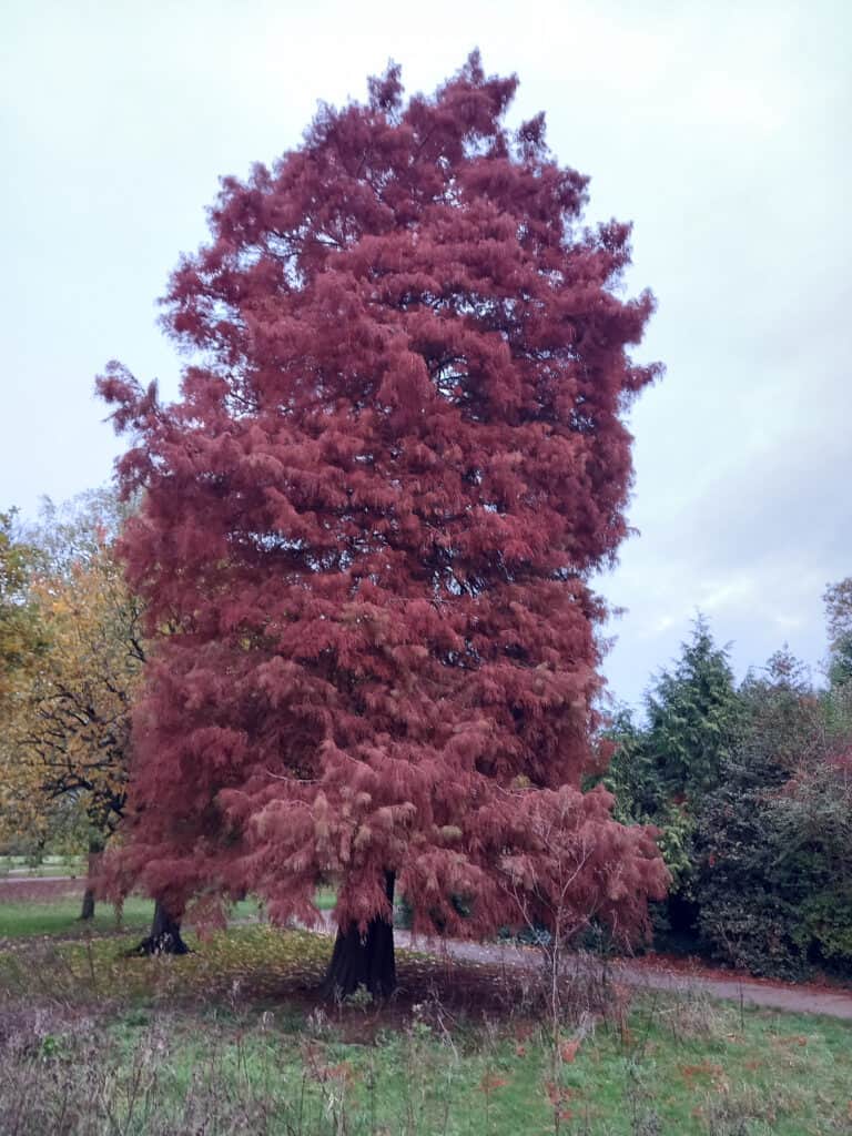 Swamp Cypress in Walpole Park in its autumn glory (Photo credit: John Wells)