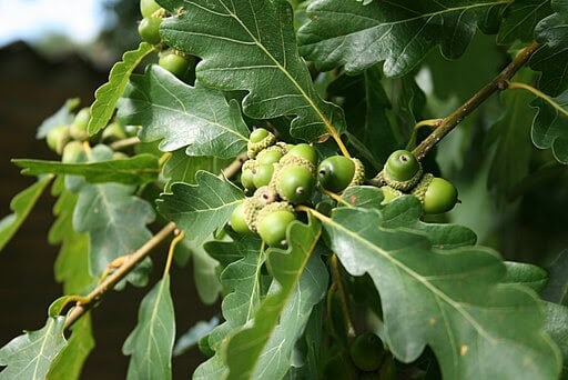 Sessile Oak (Quercus petrea) (Photo credit: Sten, Wikimedia Commons