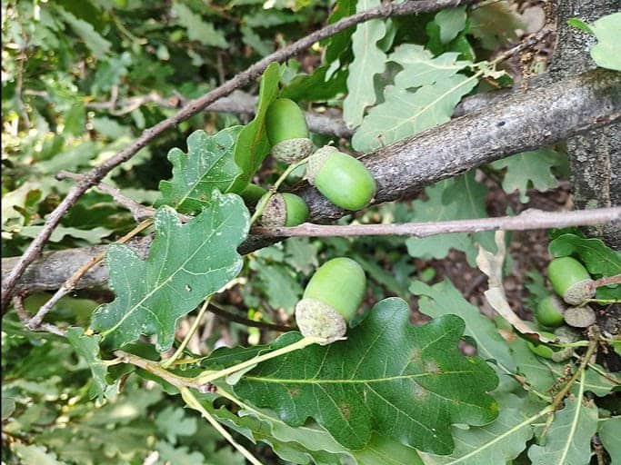 English Oak (Quercus robur) (Photo credit: Mannivu, Wikimedia Commons