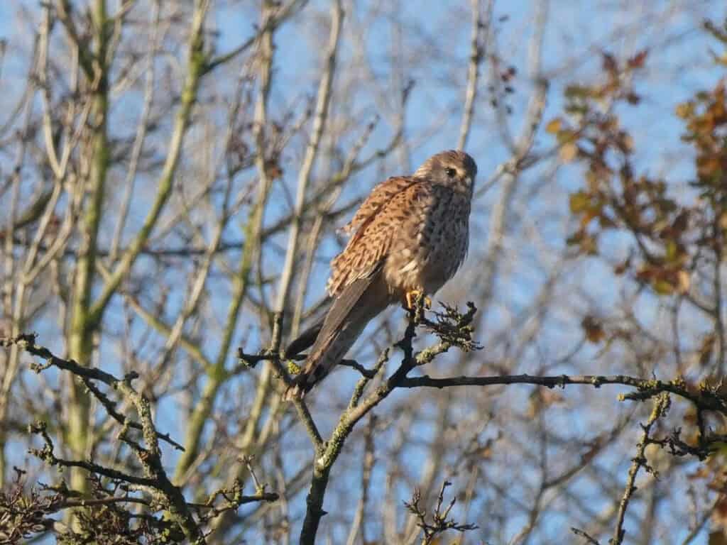 Kestrel at Boston Manor Park (Photo credit Nigel Dodd)