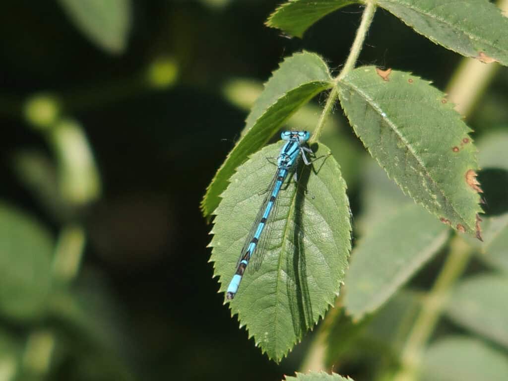 Common Blue Damselfly, Boston Manor Park (photo credit Ric Treble)