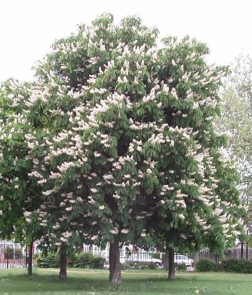 Horse Chestnut in flower, North Acton playing fields (Photo credit David Hawgood, Wikimedia Commons)