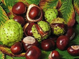 Conkers (Photo credit Solipsist, Wikimedia Commons)