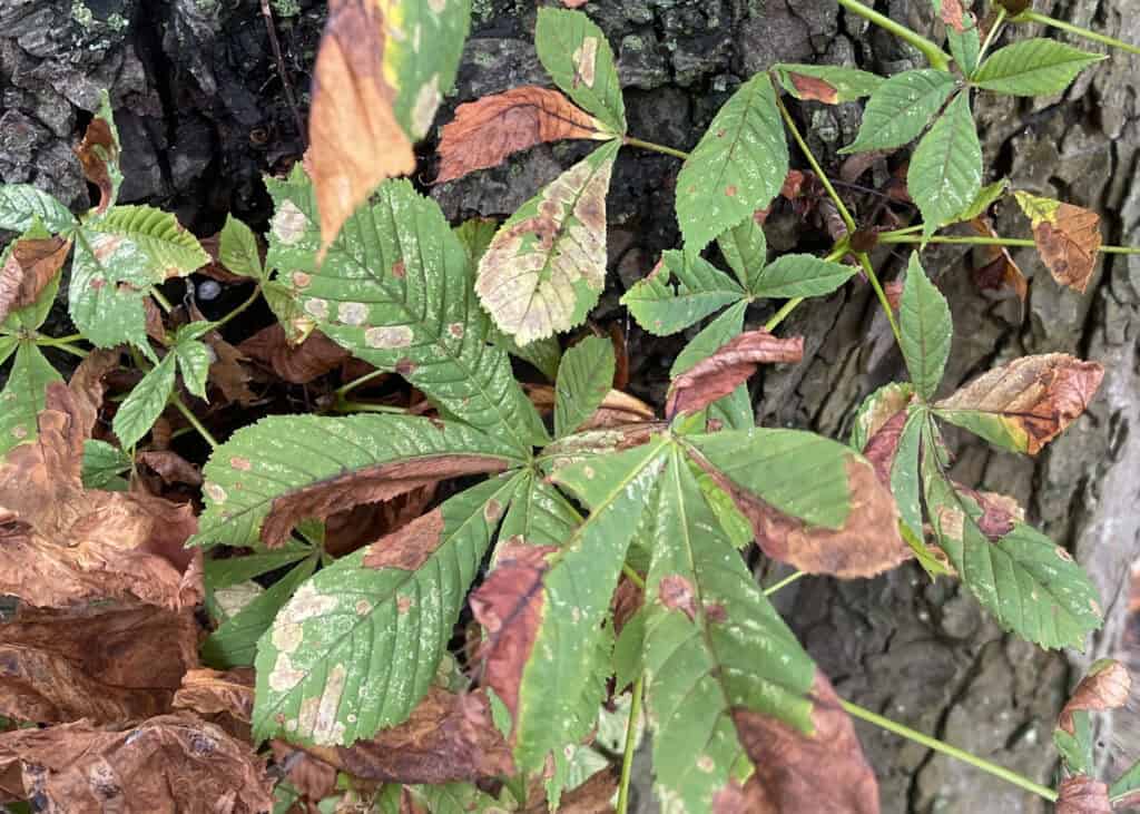 Compound palmate leaves of Horse Chestnut (Photo credit: Emily Gardner)