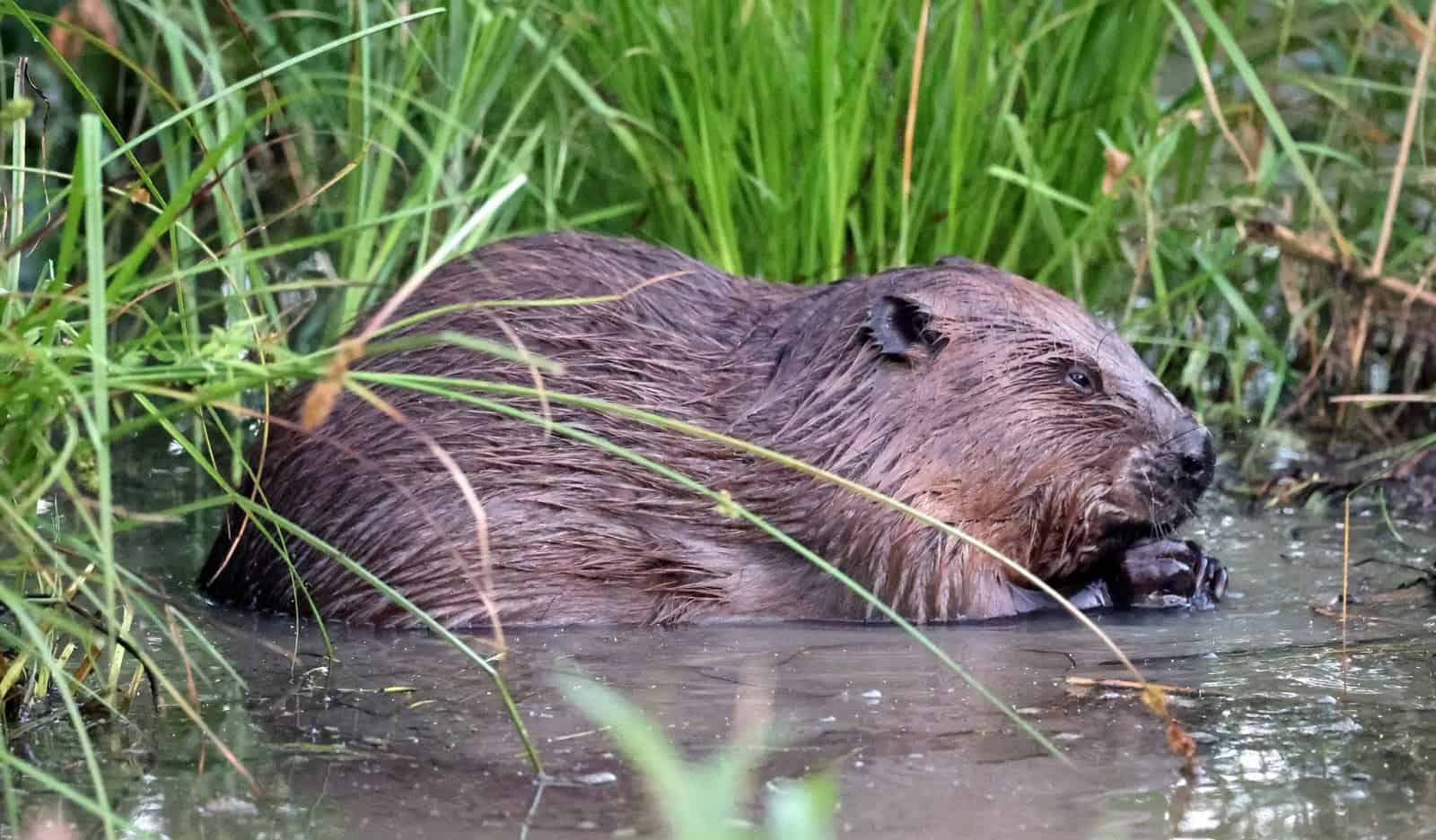Paradise Fields beaver (Photo credit: Matt Smith)
