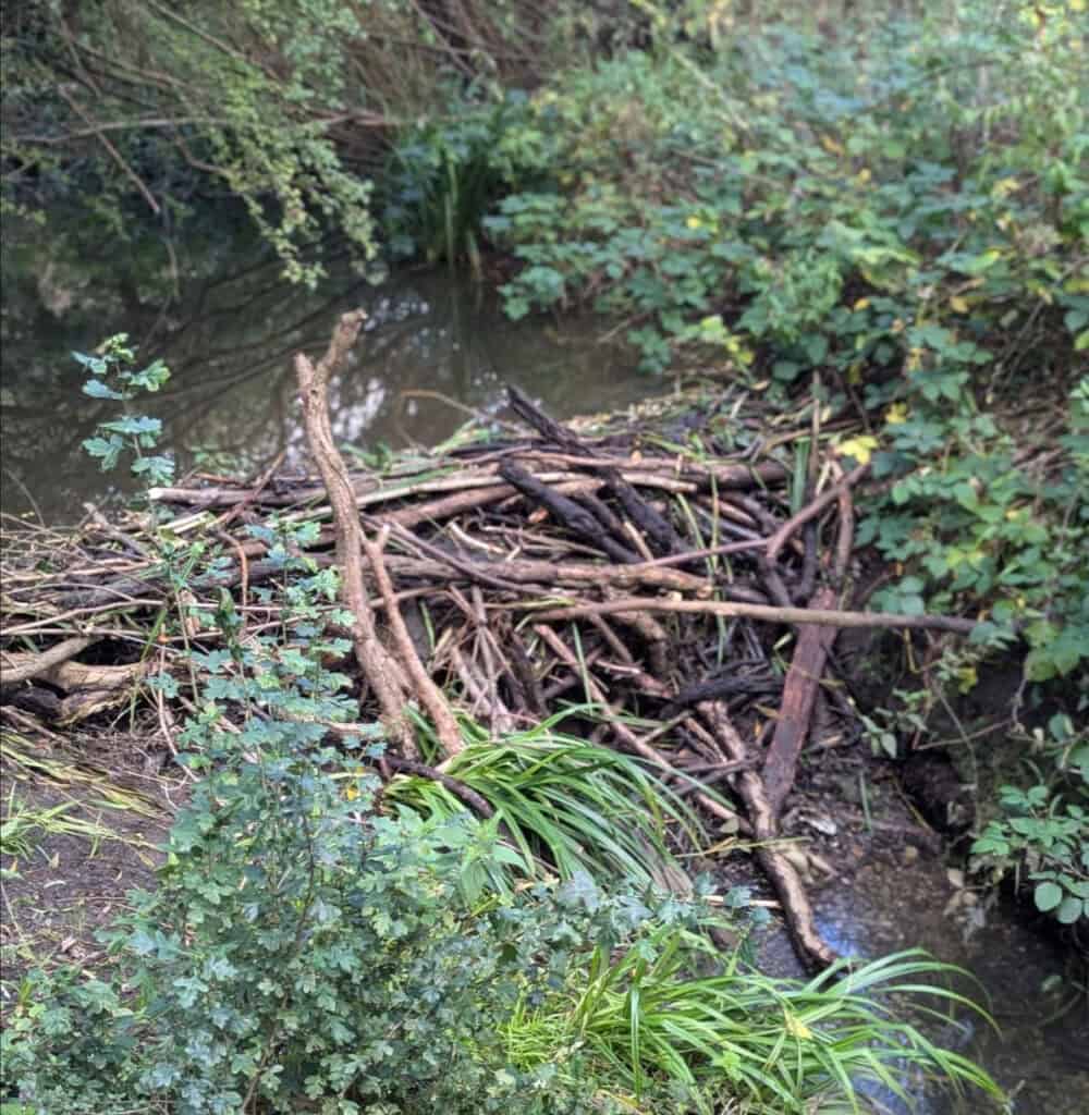 Beaver dam (Photo credit: Fiona McIntyre)