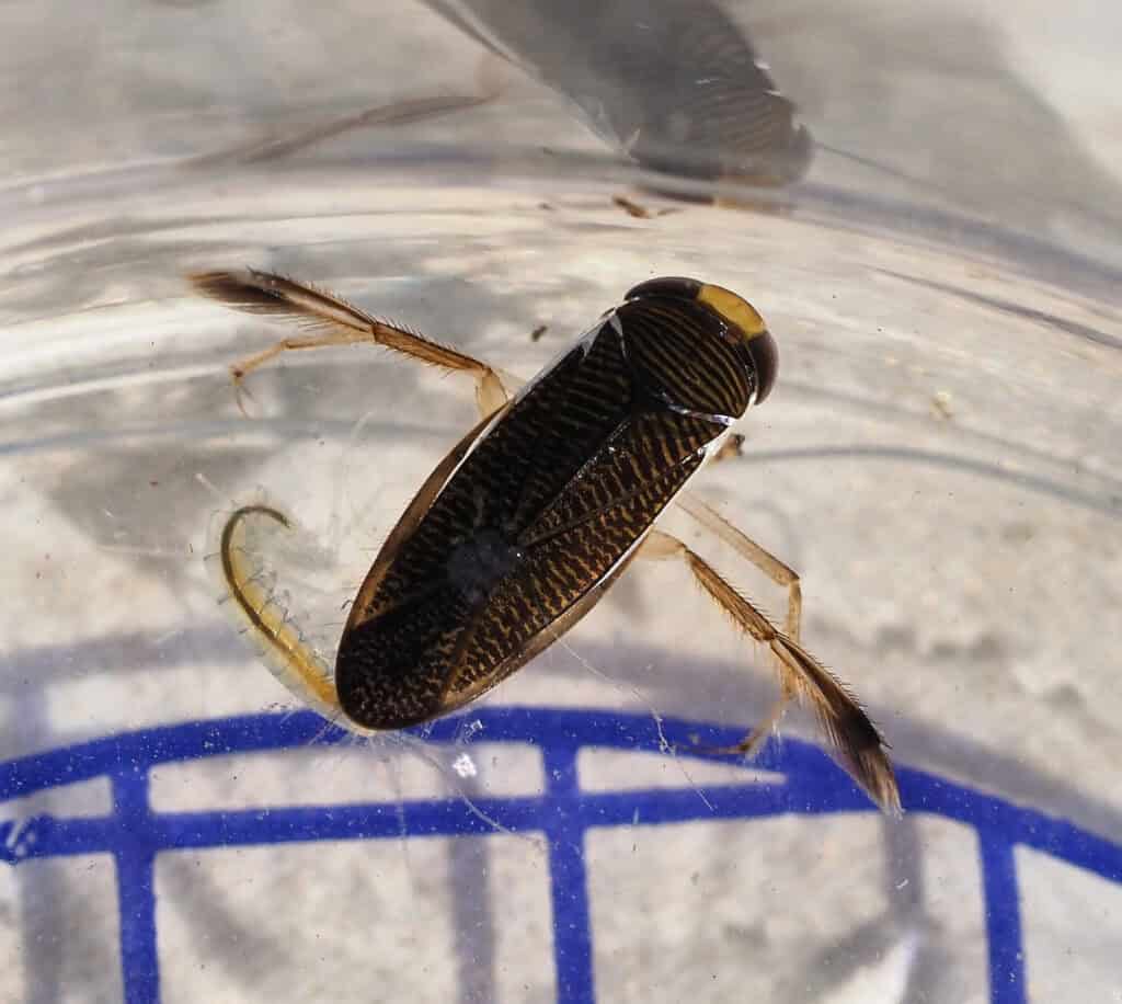 Water Boatman (Photo credit: Alex Worsey)