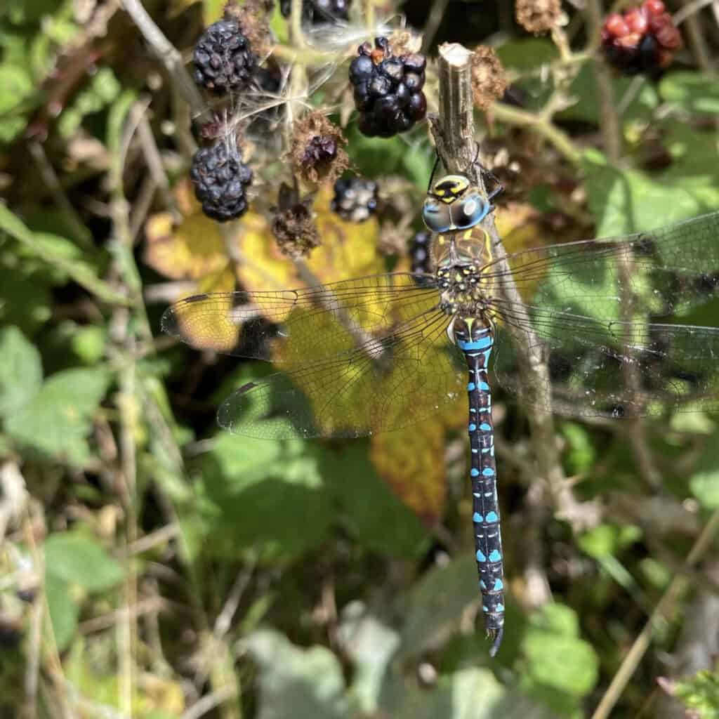 Migrant Hawker (Photo credit Victoria Williams)