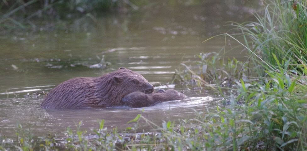 Adult beaver with kit (Photo credit: Nichola Nichols)