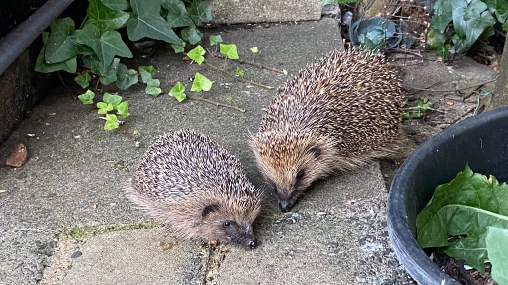 Hedgehogs in an Ealing garden (Photo credit: Victoria Williams)
