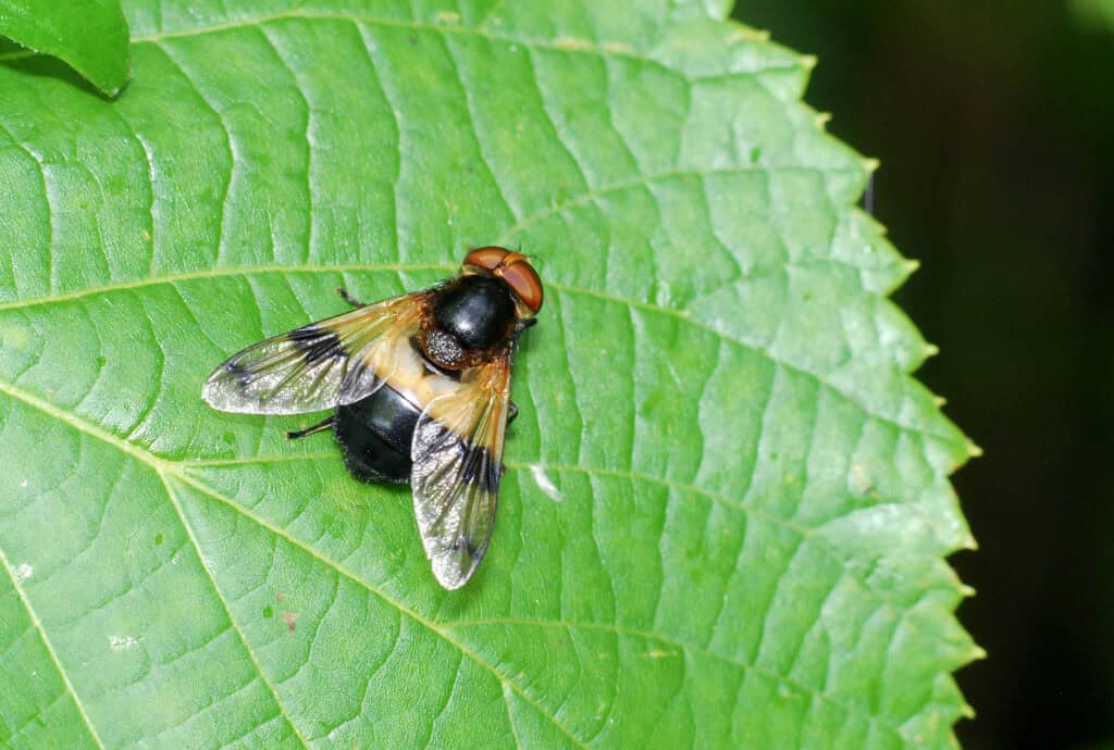 Pellucid Hoverfly (Photo credit: Julian Oliver)