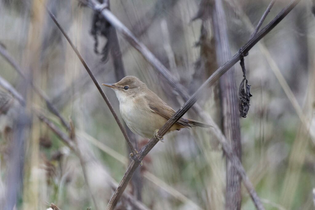 Reed warbler (Photo credit: David Wright Wikimedia Commons)