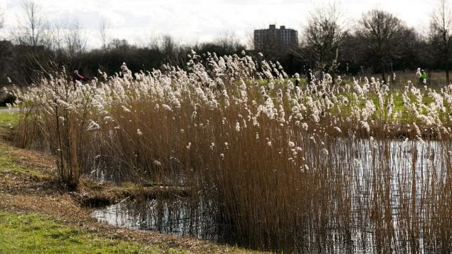 Northala pond (Photo credit: Robert ‘zakopiec’ Urbanski, Wikimedia Commons)