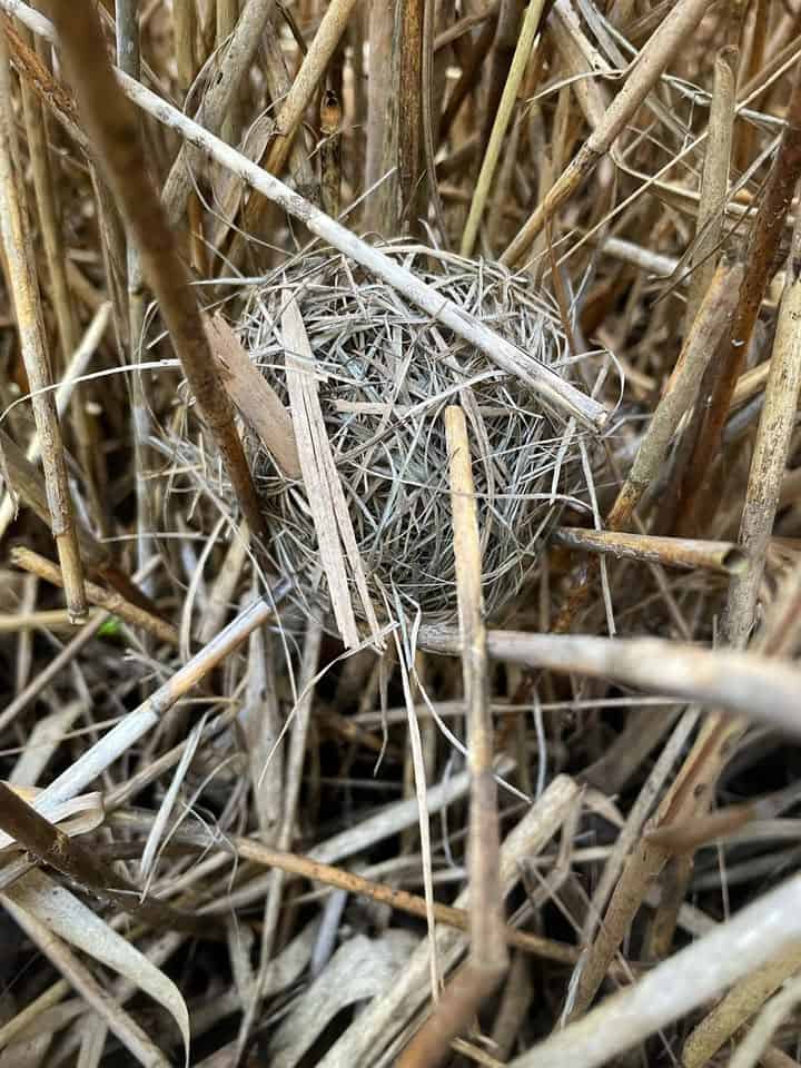 Harvest Mice Nest