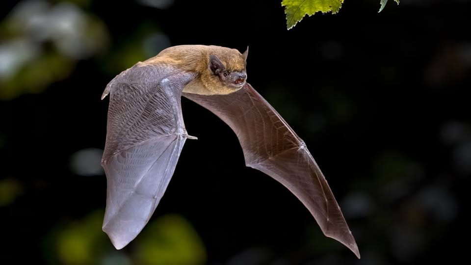 Evening bat walk @ blondin park