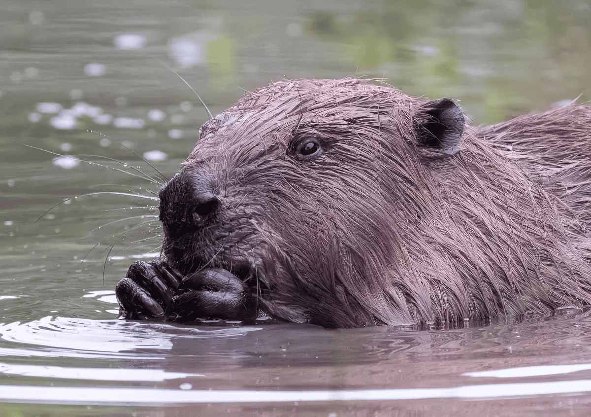 Beaver munching on roots by peter shackle 1