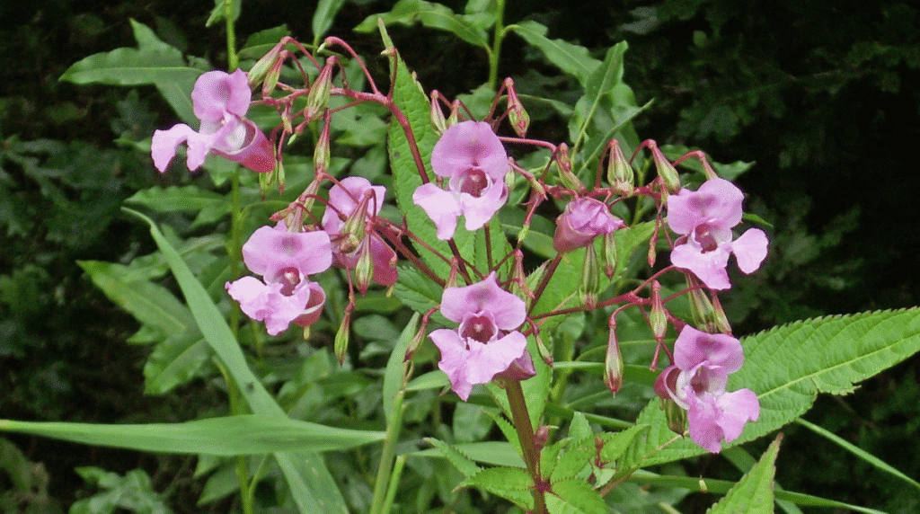 Himalayan Balsam (Impatiens glandulifera)