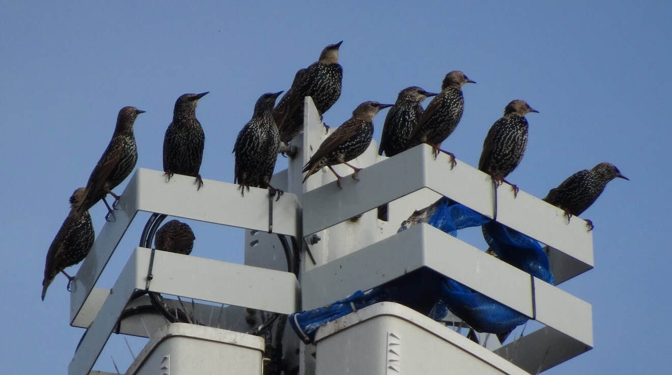Starlings [Photo credit: David Clarke]