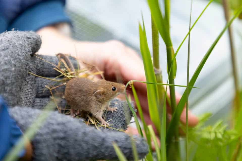 Harvest mouse at Yeading
