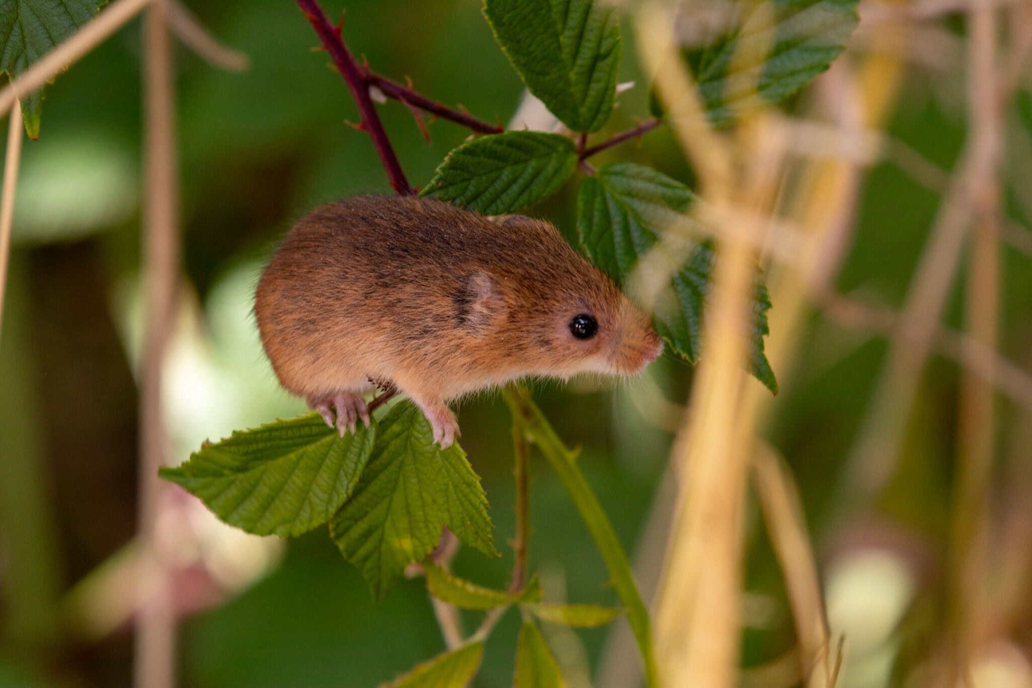 Harvest mouse nest survey at yeading brook meadows