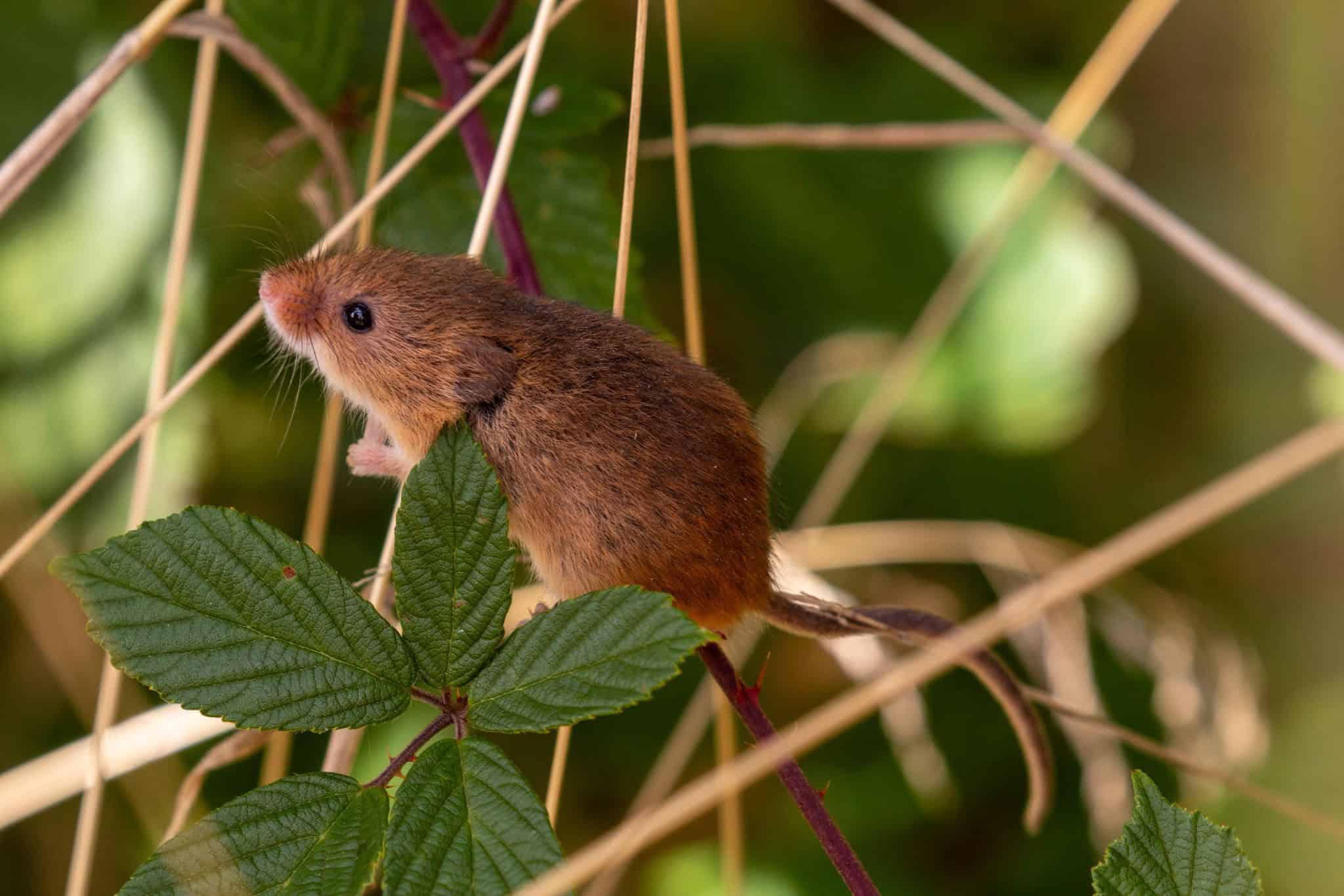 Harvest mouse perivale wood