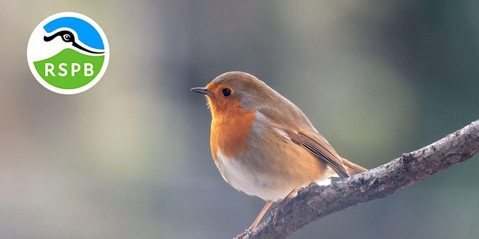 RSPB Big Garden Bird Watch