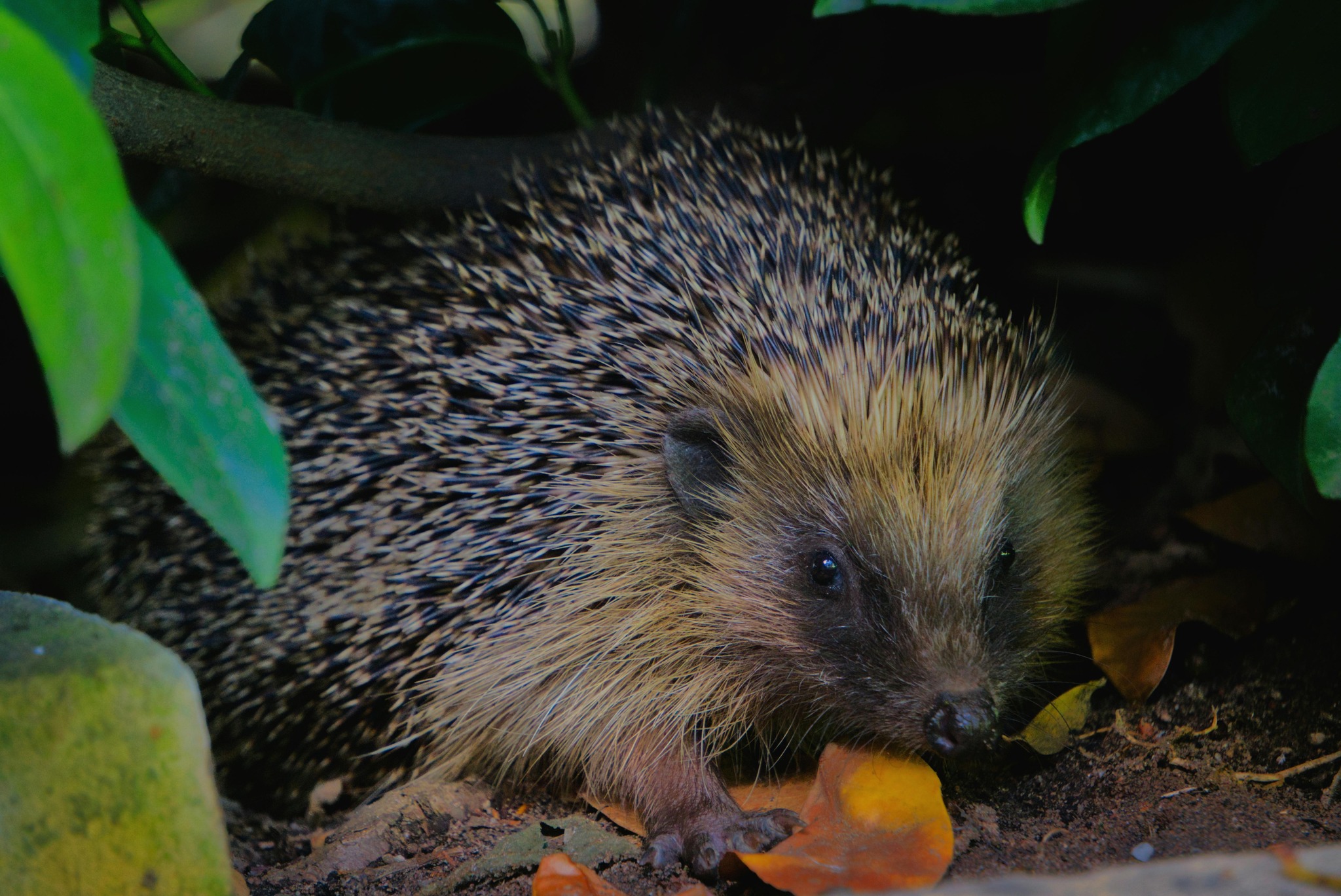 Ealing Hedgehog
