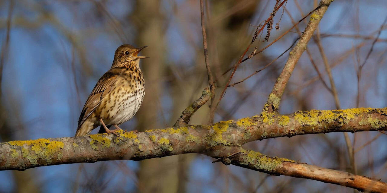 Bird Walk