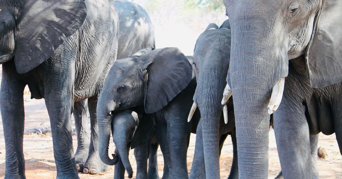 Elephants seen on a safari drive at Chobe National Park in Botswana