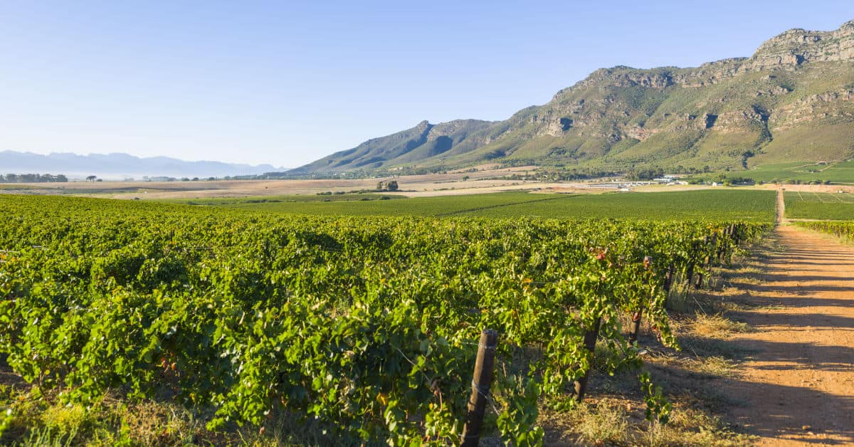 Cape Winelands in South Africa