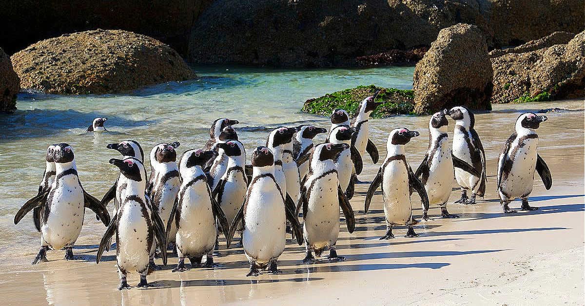 Boulders Beach Penguin Colony