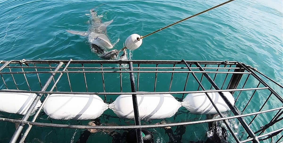 South Africa shark cage diving