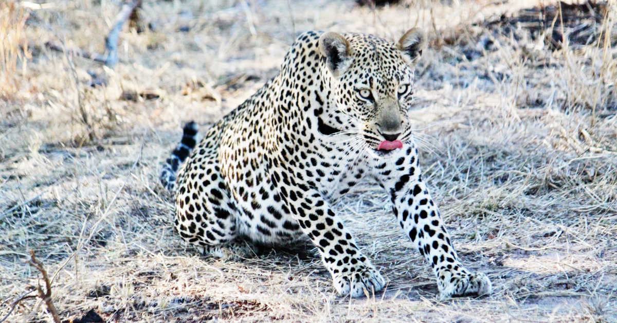Leopard licking his lips while on safari at Lions Sands River Lodge in Sabi Sand