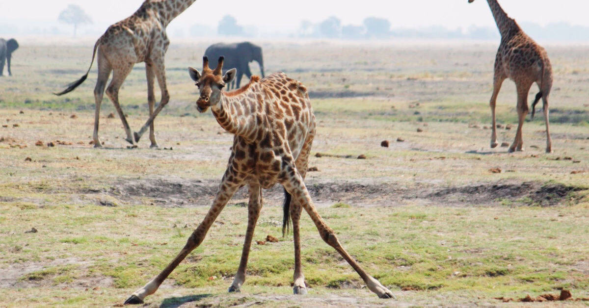 Giraffes doing the splits at Chobe National Par
