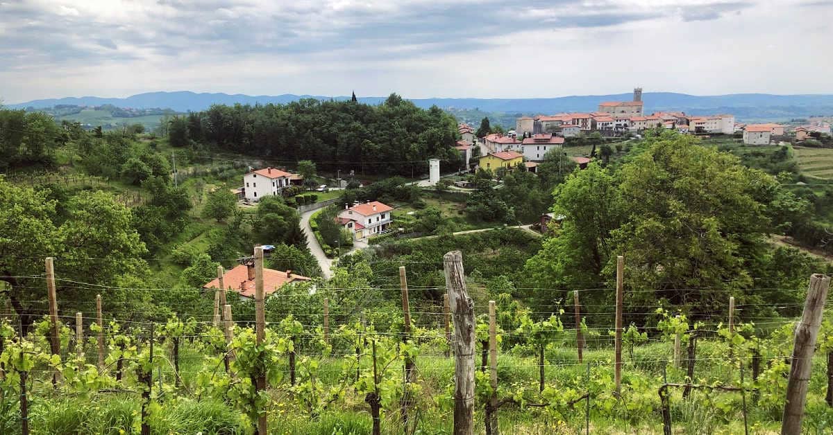 Slovenian wine country
