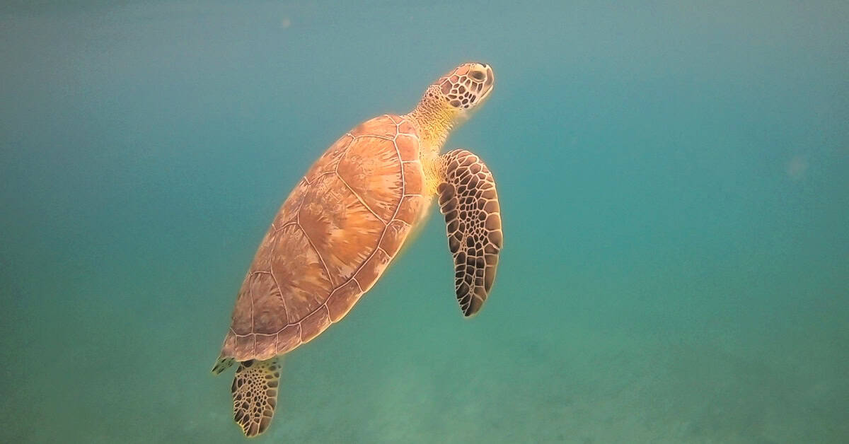 Perfect sea turtle picture at Maho Bay in St. John USVI
