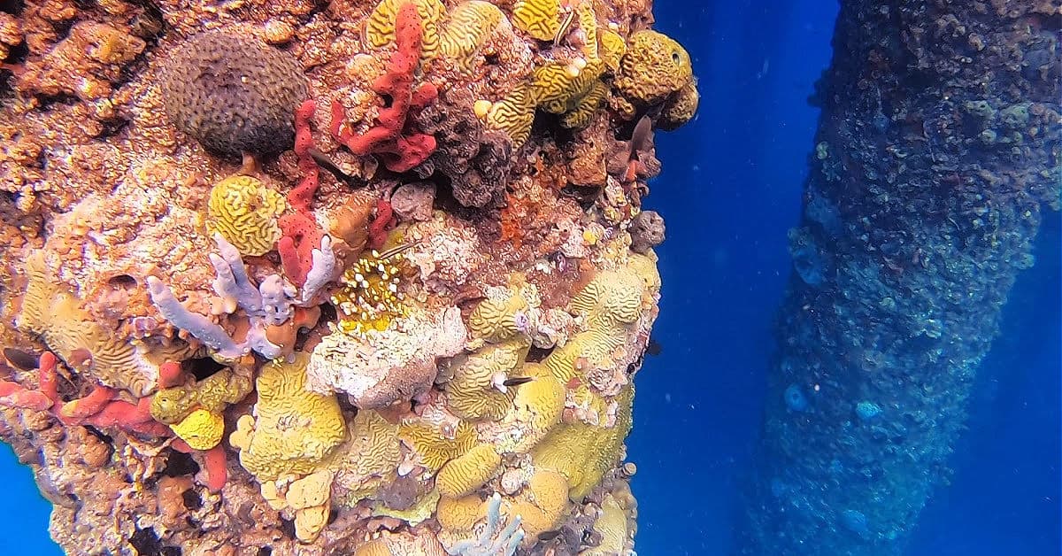 Beautifully coral coated pylon at Frederiksted Pier St Croix USVI