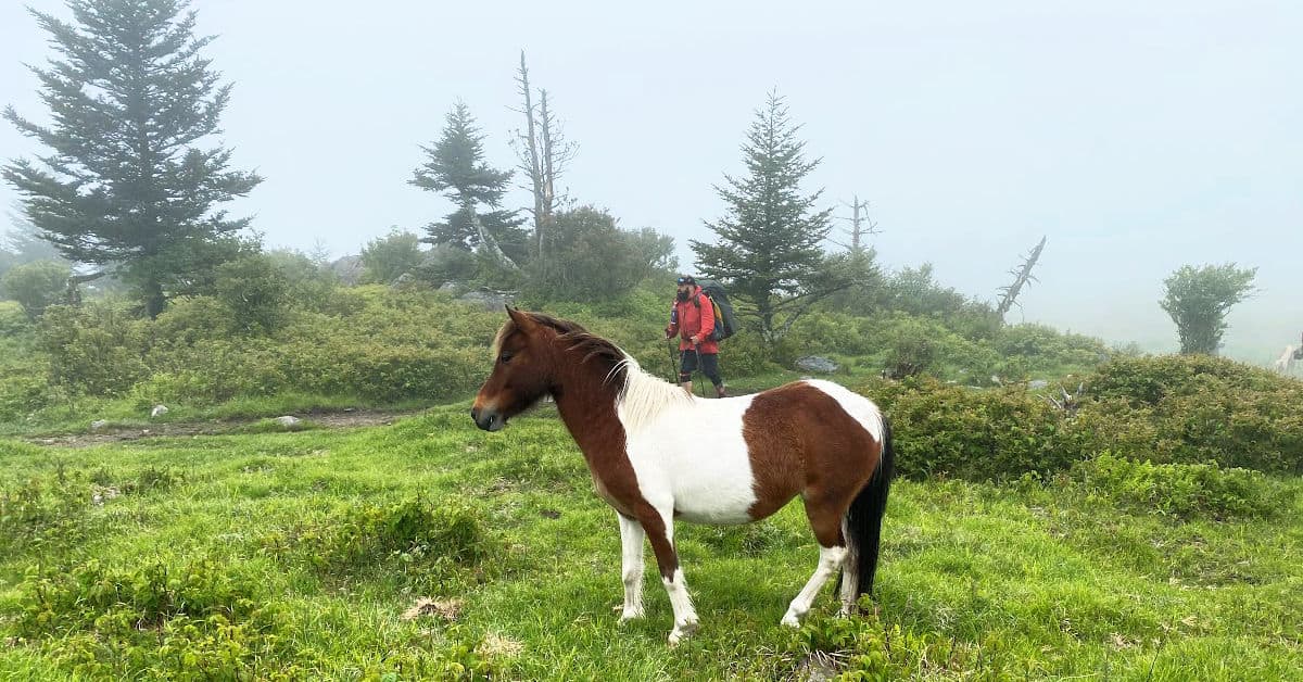 Hiking with wild ponies on the Appalachian Trail towards Mount Rogers
