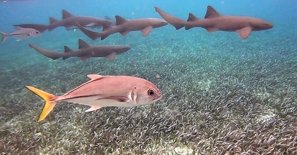 Snorkeling with nurse sharks at Shark Ray Alley in Belize