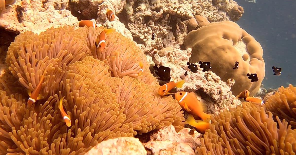The clownfish at Reethi Faru Resort in Maldives