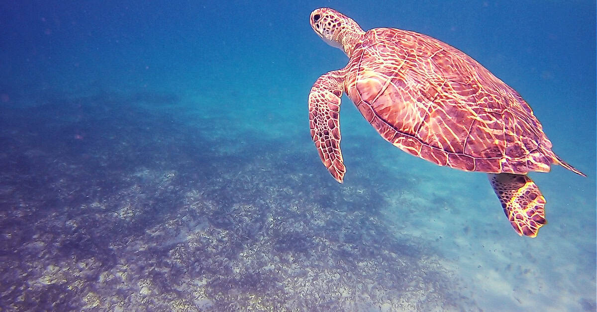 Snorkeling with a cute turtle at Tres Trapi Aruba