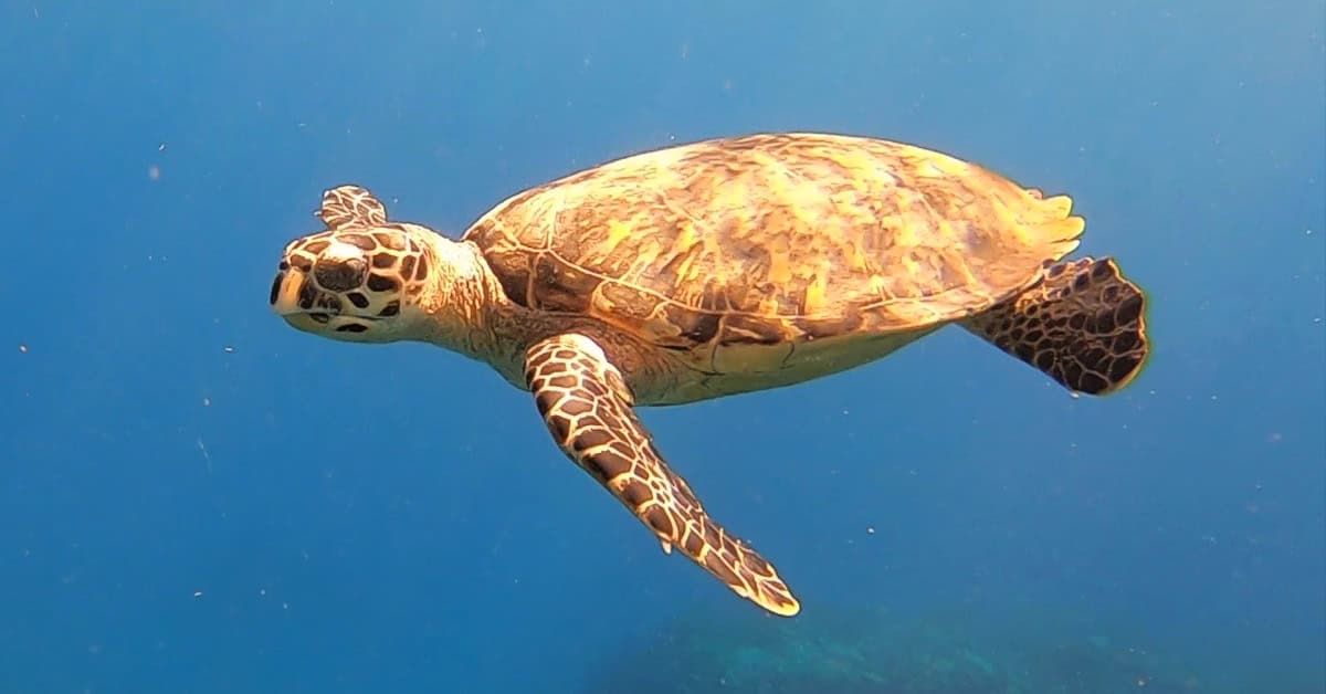 Turtle checking me out at Tent Reef in Saba
