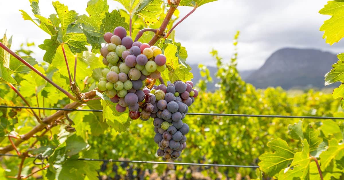 Vineyard