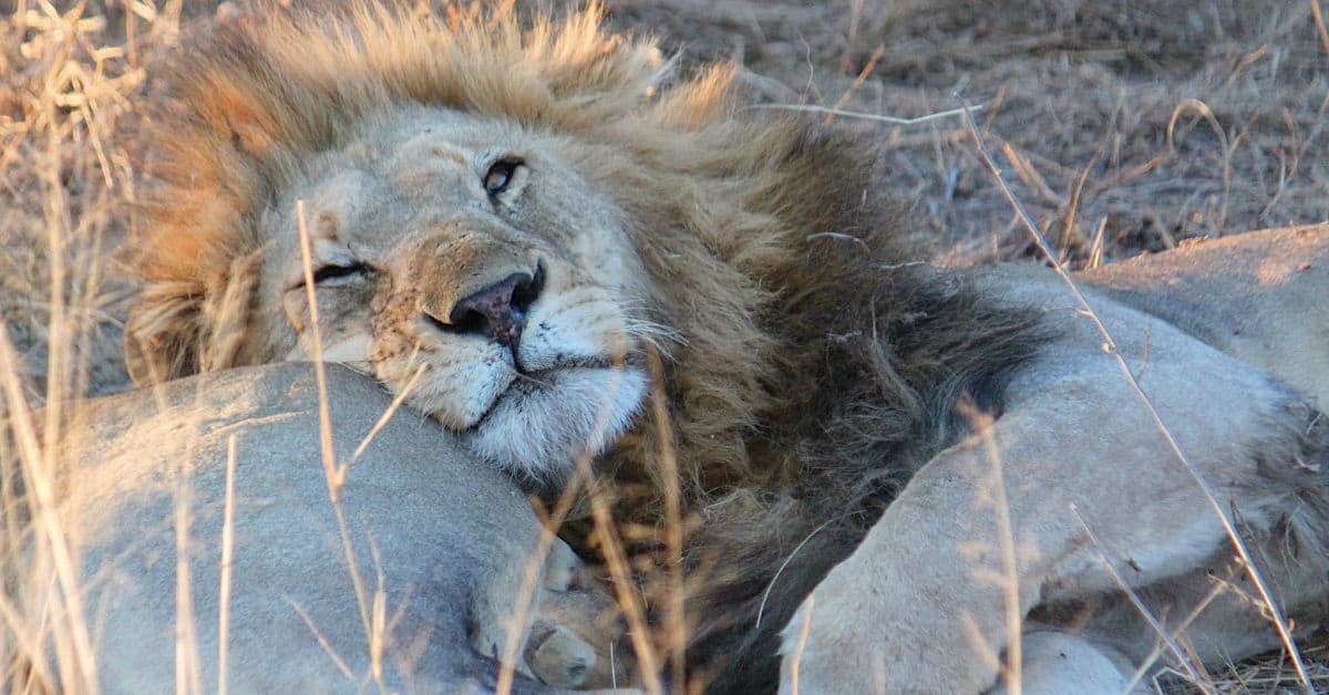Lion snuggling on his brother in Sabi Sand