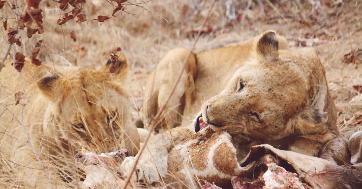 Two lionesses eating a giraffe while on a safari drive at Lion Sands River Lodge