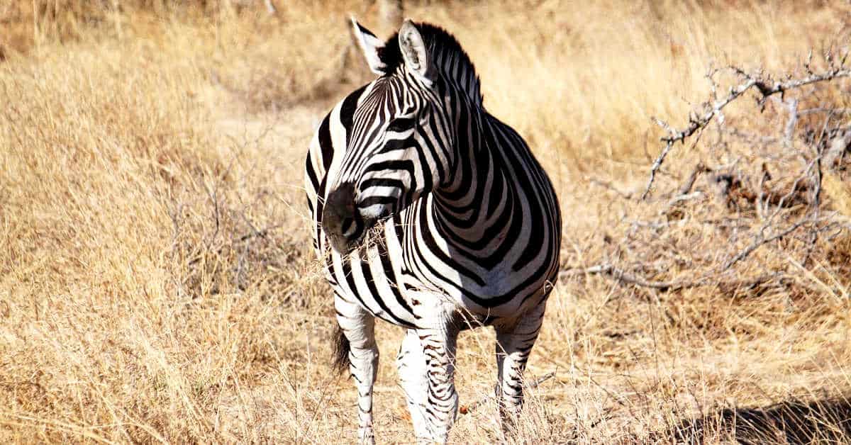 Zebra at Sabi Sand Game Reserve