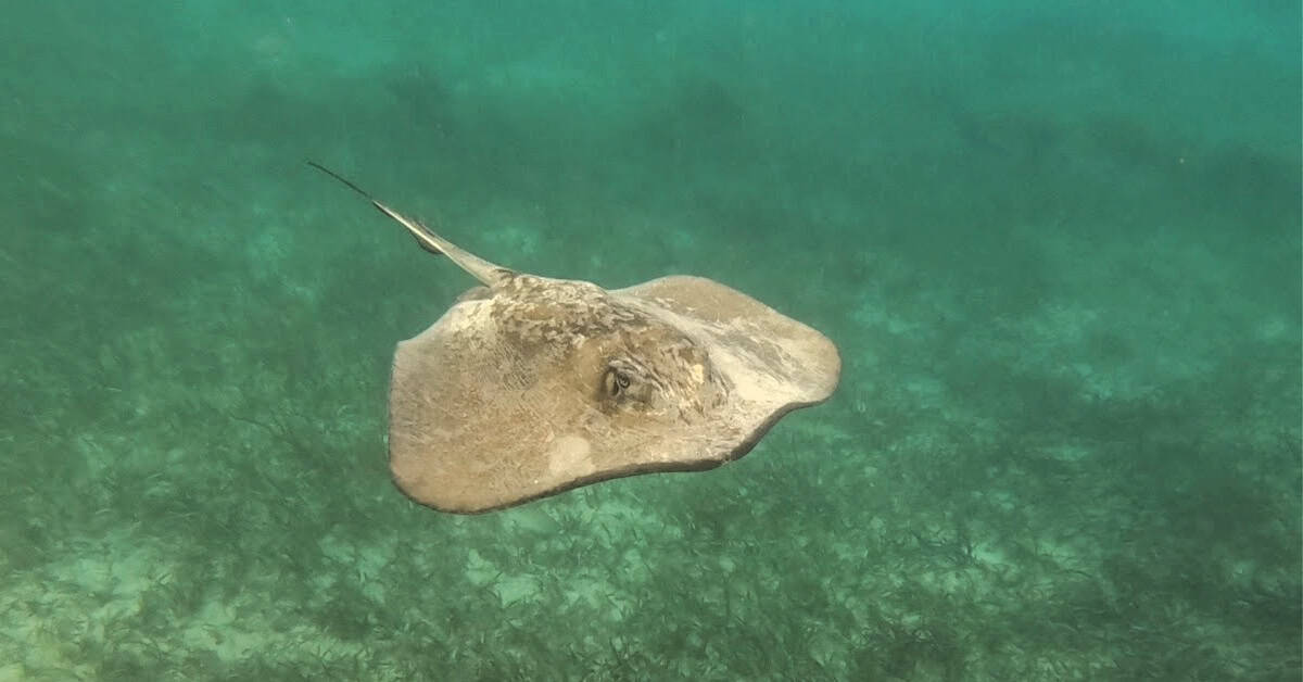 Curious stingray at Hol Chan Marine Reserve in Belize