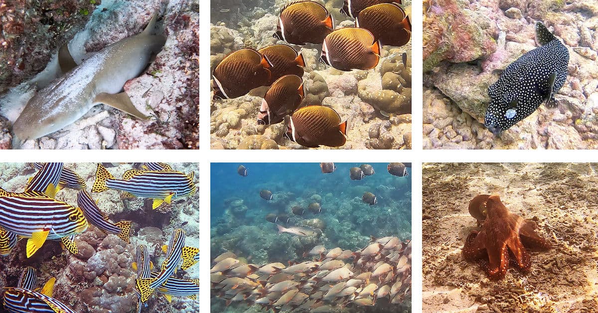 Fish photos from the best Maldives snorkeling resorts