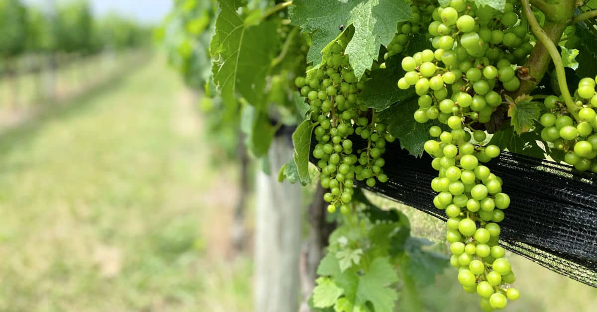 Crimson Lane Vineyards in Linden Virginia