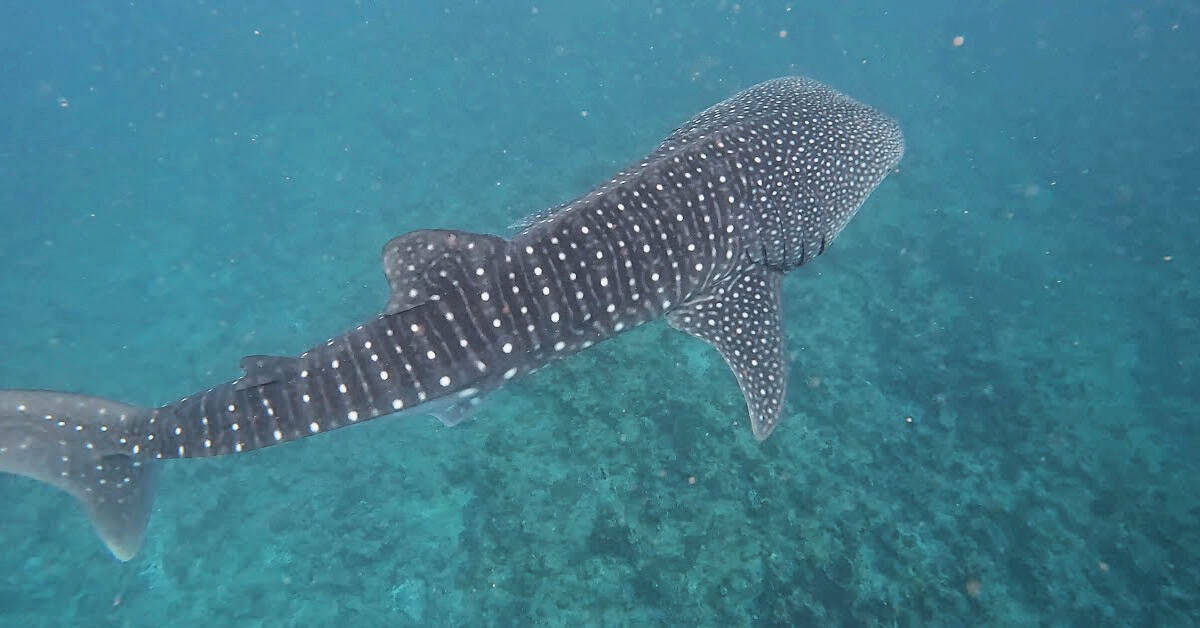 Swimming with a Whale Shark on the Outrigger Maafushivaru Excursion in the Maldives